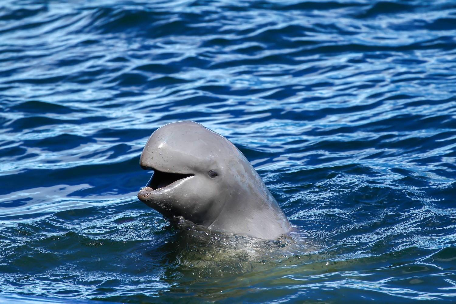Irrawaddy Dolphin