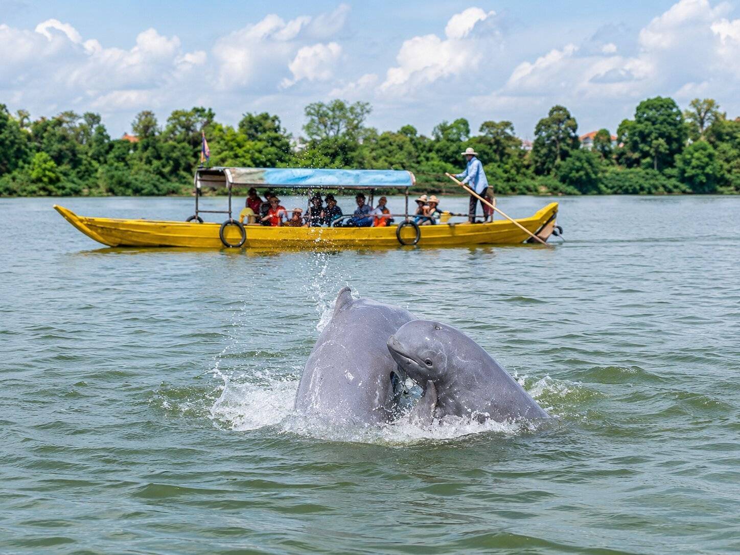 Mekong Irrawaddy Dolphins