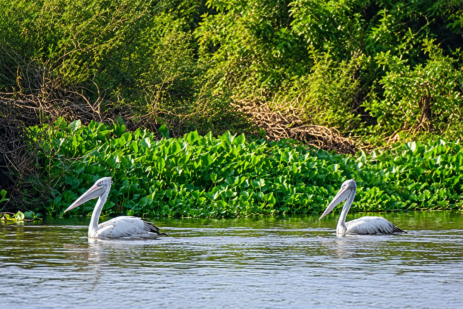 Prek Toal Bird Sanctuary